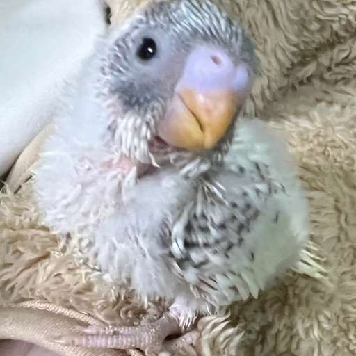 Profile Pic